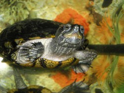 IMAG0061_4.jpg