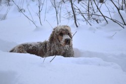 в зимнем лесу